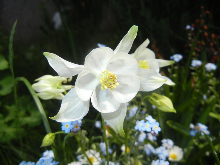 Aquilegia White (2015, May 05)