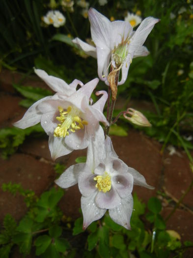 Aquilegia White (2015, May 07) - Aquilegia White