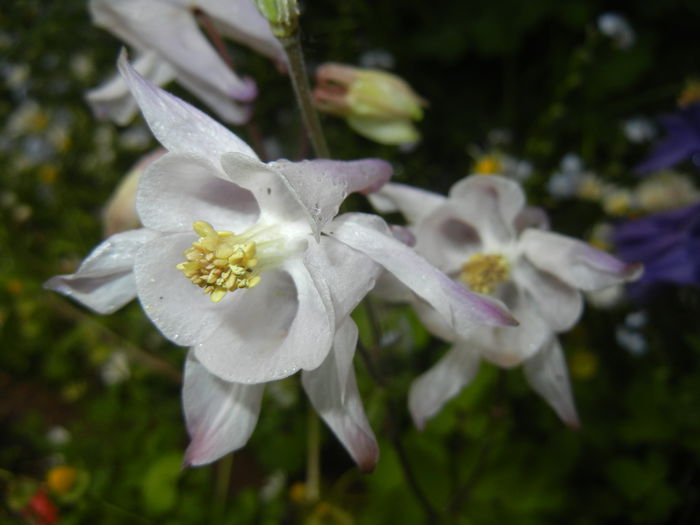 Aquilegia White (2015, May 07)