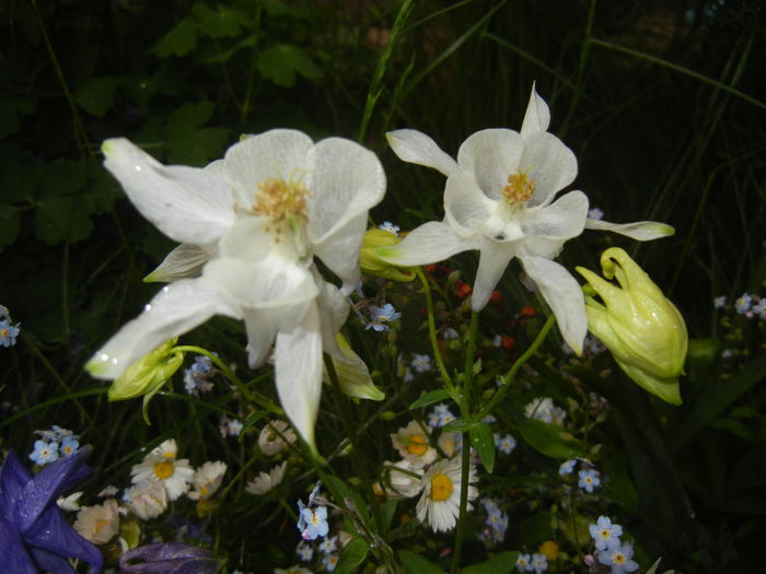 Aquilegia White (2015, May 07) - Aquilegia White