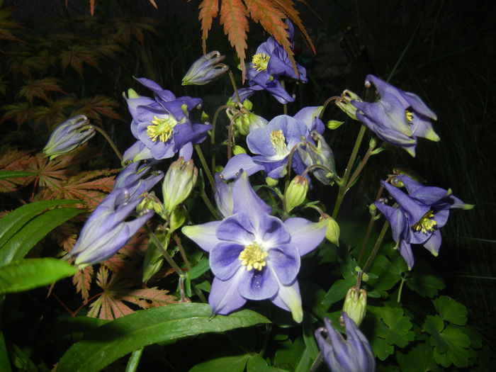 Aquilegia Blue (2015, May 03)