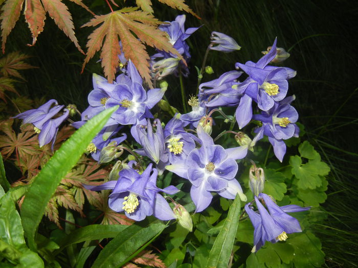 Aquilegia Blue (2015, May 05)