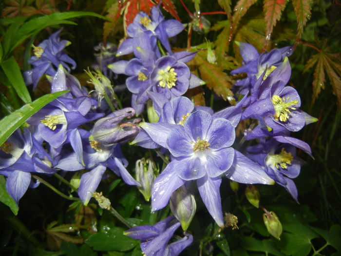Aquilegia Blue (2015, May 07)