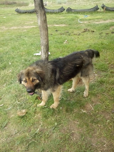 haiduc cred ca este ceva cu caucazian