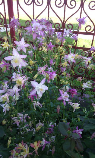 IMG_20150521_174951[1] - caldaruse