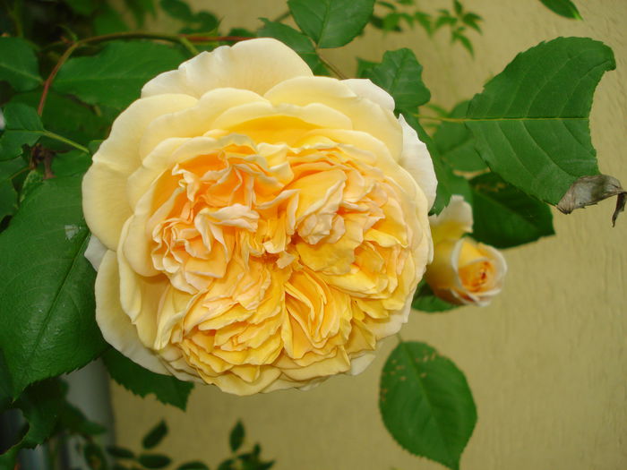 Crown Princess Margareta