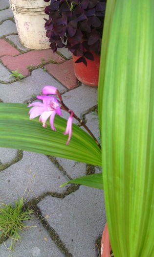 bletilla striata roz - orhidee