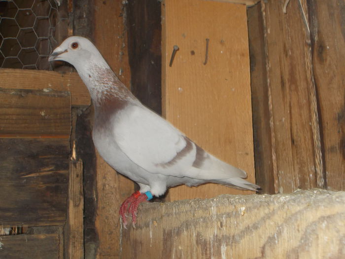 Picture 024 - PORUMBEI BRICOUX 2015 DIN CRESCATORIA MEA