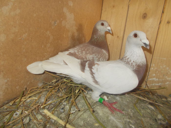 Picture 029 - PORUMBEI BRICOUX 2015 DIN CRESCATORIA MEA