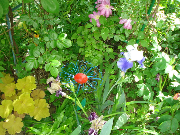 Asao - Clematis 2015