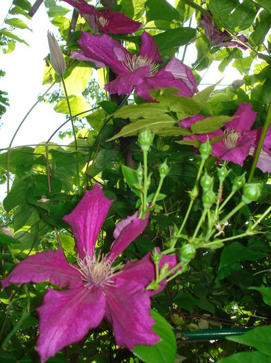 Ernest Markham - Clematis 2015