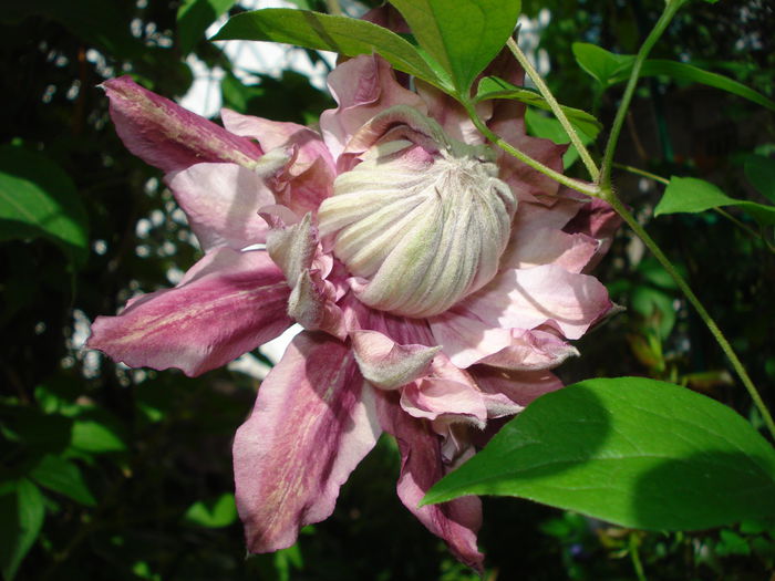 Patricia Ann Fretwell