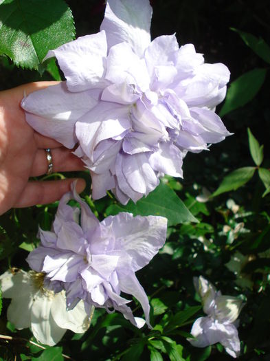 ? Louise Rowe - Clematis 2015