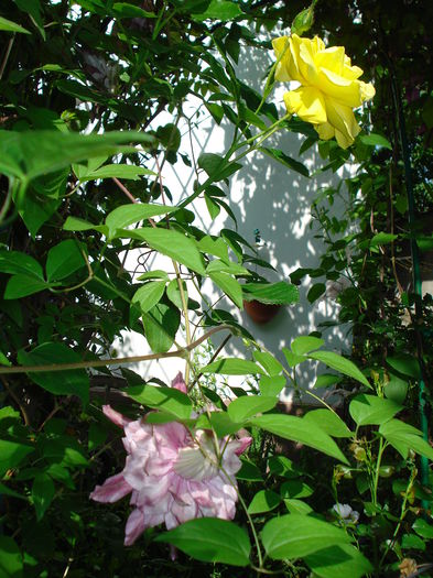 Patricia Ann Fretwell