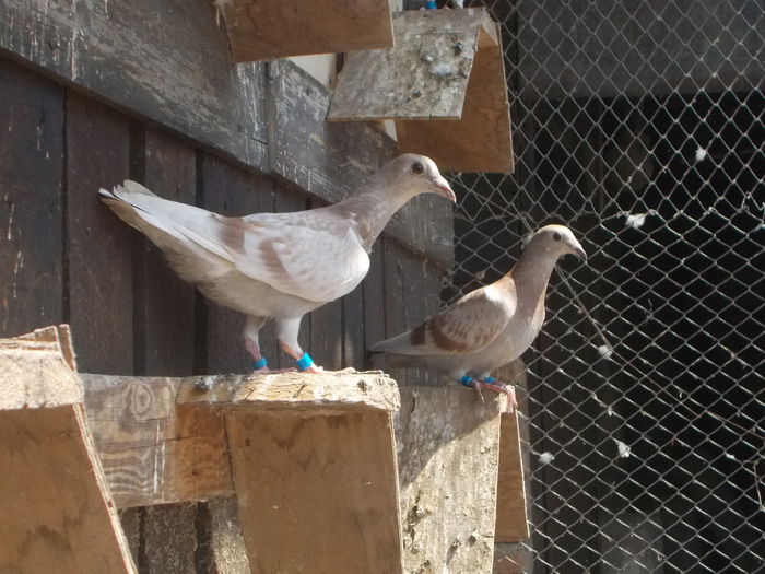 Picture 030 - PORUMBEI BRICOUX 2015 DIN CRESCATORIA MEA