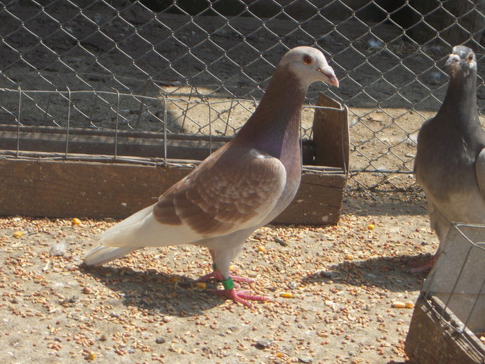 Picture 033 - PORUMBEI BRICOUX 2015 DIN CRESCATORIA MEA