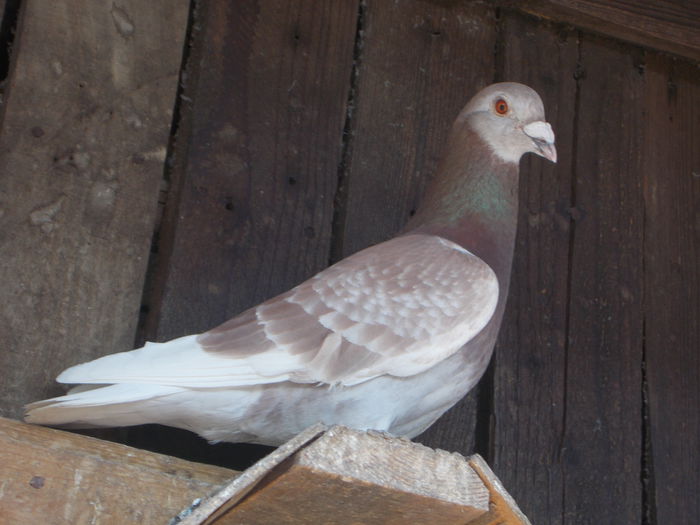 Picture 040 - PORUMBEI BRICOUX 2015 DIN CRESCATORIA MEA