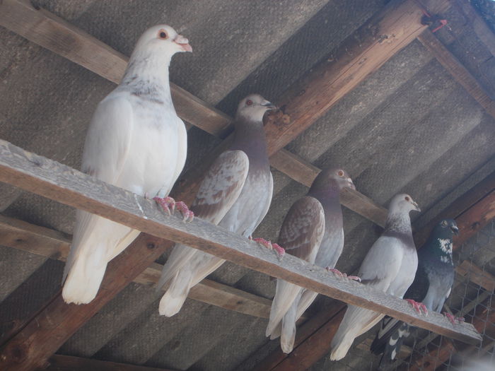 Picture 041 - PORUMBEI BRICOUX 2015 DIN CRESCATORIA MEA