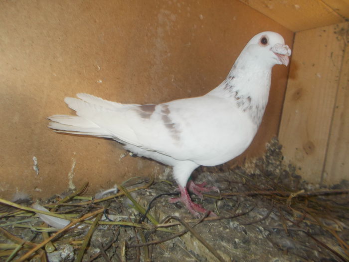 Picture 057 - PORUMBEI BRICOUX 2015 DIN CRESCATORIA MEA