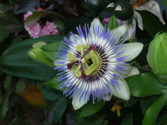 Pasiflora - Flori 2015