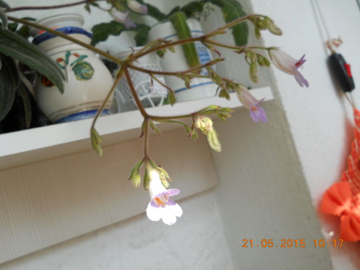 018 - SPLENDORILE VERII 2015