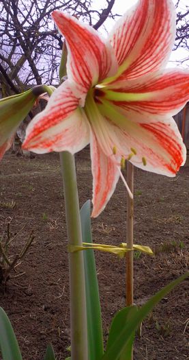 Fotografie6193 - Amaryllis