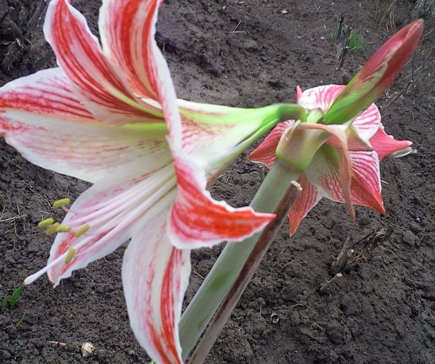 Fotografie6210 - Amaryllis