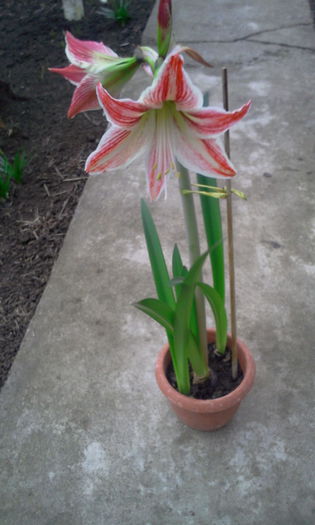 Fotografie6182 - Amaryllis