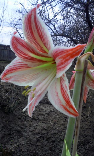 Fotografie6207 - Amaryllis