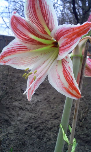 Fotografie6208 - Amaryllis