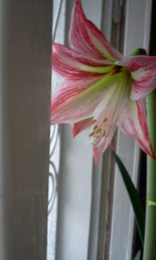 Fotografie6436 - Amaryllis