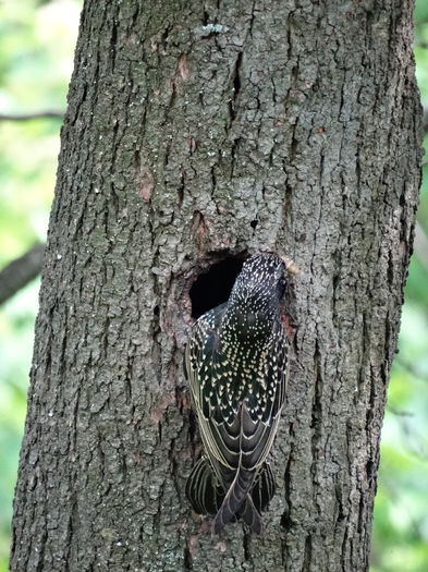 credeam ca sunt de ciocanitoare, dar... - a-vizitatorii gradinii-2015