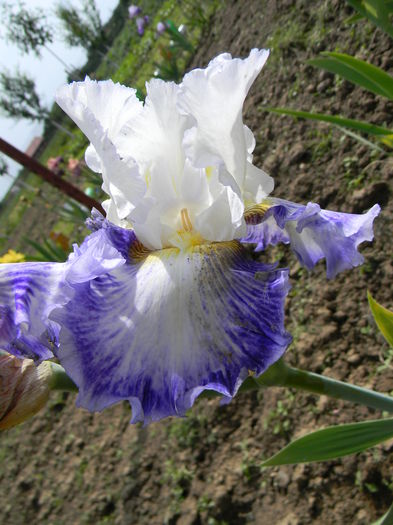 Blueberry parfait - Irisi 2015