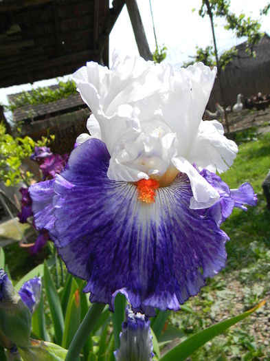 Gypsy lord- o splendoare - Irisi 2015