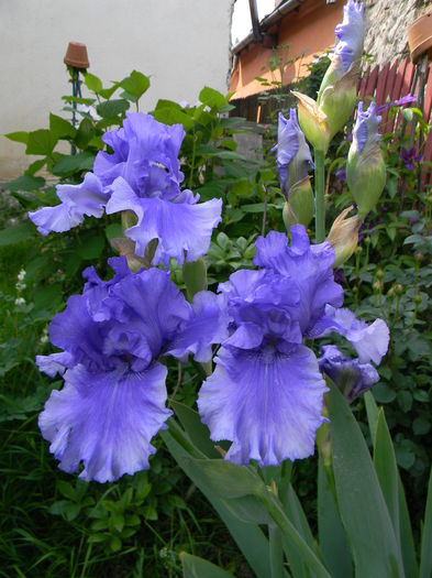 Honky tonk blues - Irisi 2015