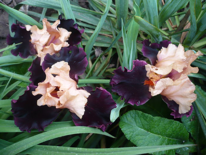 P1220248 - GRADINA 2015