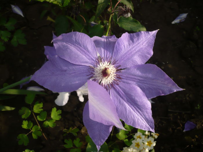 P1220249 - GRADINA 2015