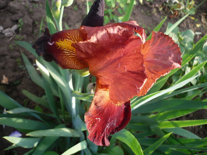 P1220250 - GRADINA 2015