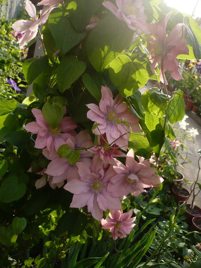 P1220253 - GRADINA 2015