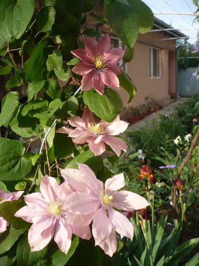 P1220255 - GRADINA 2015