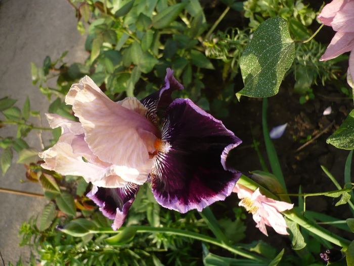 P1220257 - GRADINA 2015