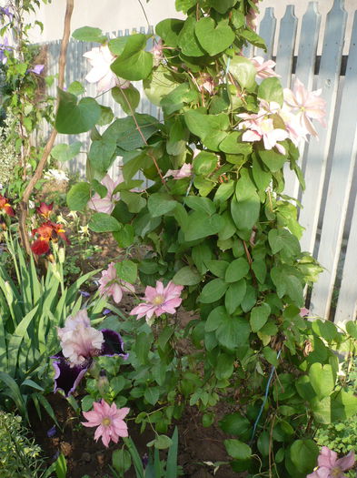 P1220259 - GRADINA 2015