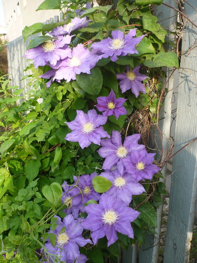 P1220260 - GRADINA 2015