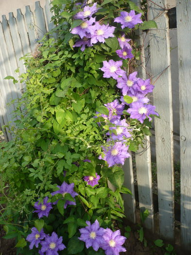 P1220261 - GRADINA 2015