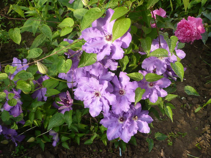 P1220263 - GRADINA 2015