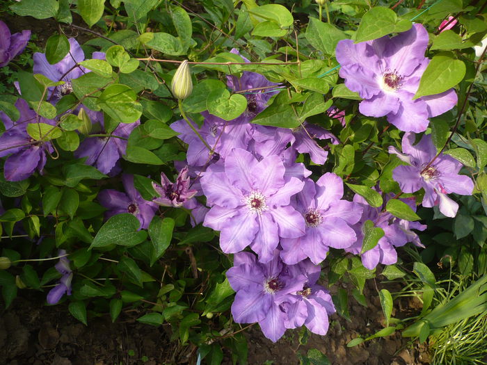 P1220264 - GRADINA 2015