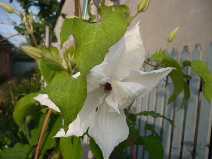 P1220268 - GRADINA 2015