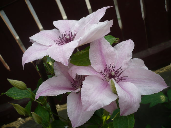 P1220269 - GRADINA 2015