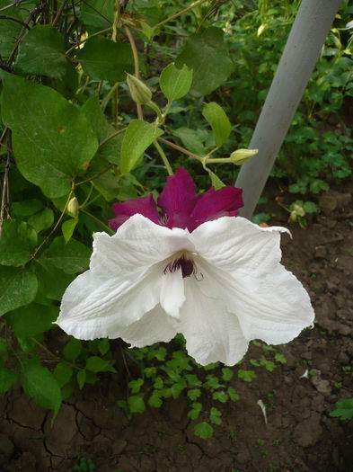 P1220272 - GRADINA 2015