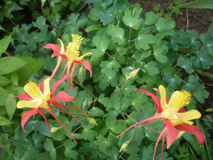 P1220273 - GRADINA 2015